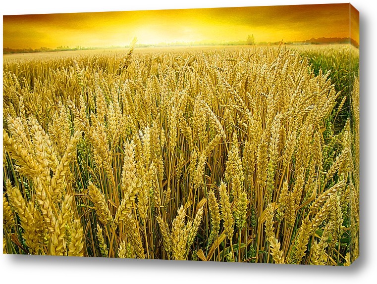 Пшеничное Поле Фото Пшеничное Поле Фото