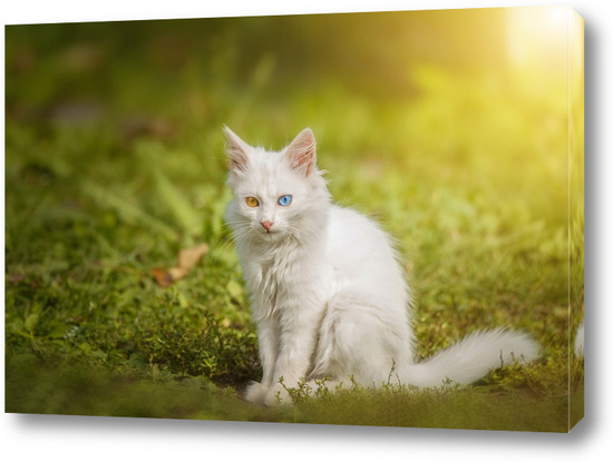 Картина Маленький белый котенок британской кошки сидит на траве