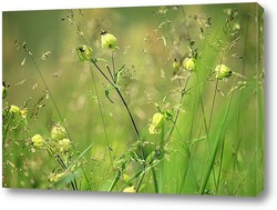   Картина Луговые травы