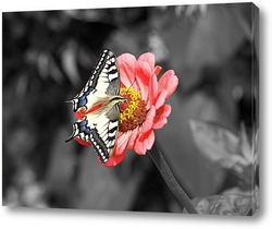  Бабочка на красном цветке