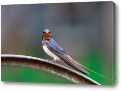   Картина Village swallow on the fence..