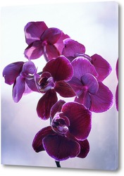  Картина Ветка орхидеи