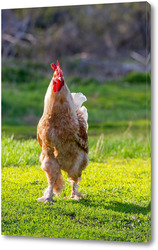   Картина Beautiful Rooster standing on the grass in blurred nature green background.rooster going to crow.