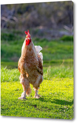  Beautiful Rooster standing on the grass in blurred nature green background.rooster going to crow.