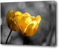    Желтые тюльпаны