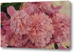   Картина Розовые пионы