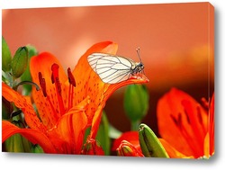  яркая оранжевая бабочка сидит на летнем лугу