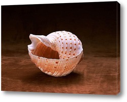  shell030