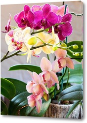    Орхидеи