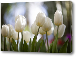   Картина белые тюльпаны