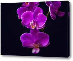    Ветка орхидеи на черном фоне