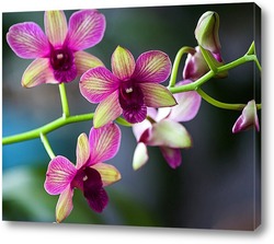   Картина Орхидея дендробиум Са-нук