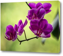   Картина Орхидея доритинопсис 