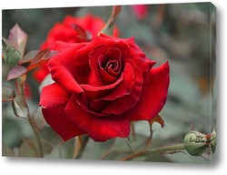  "красная роза на белом  фоне".