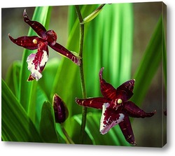  Орхидея доритинопсис Queen Bear Red Sky