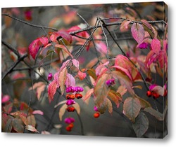  Картина Осенний цвет бересклета