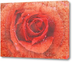   Картина Алая роза с капельками