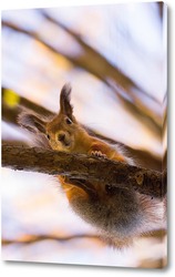  cute young squirrel on tree with held out paw against blurred winter forest in background.	