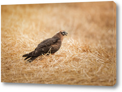   Картина Цирковой карлик на пшеничном поле, красивая птица, фотоохота