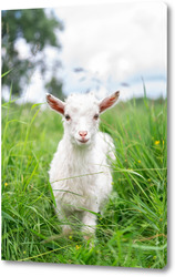   Картина Белая коза в саду ест молодую сочную траву, разводит коз
