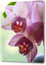  орхидея в бокале