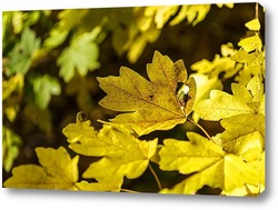   Картина Осение листья
