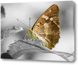   Картина Бабочка