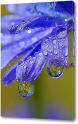   Картина Капли воды на лепестках цикория