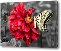   Картина Желтая бабочка на красном цветке