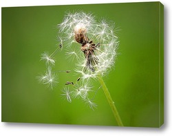    Одуванчик с разлетающимеся на ветру семенами