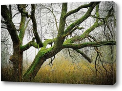   Картина туманный лес
