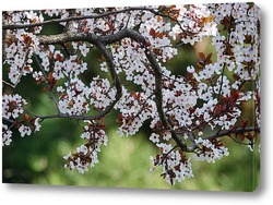   Картина Ветка цветущей сакуры