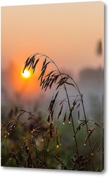   Картина Колос растения на фоне восходящего солнца с каплями росы