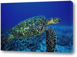   Картина Turtle025