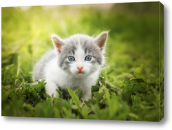  Young white and black cat walking in green summer garden.