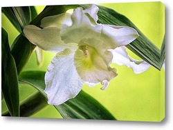    Орхидея дендробиум Нобиль