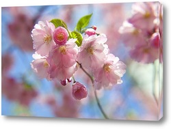   Картина цветущая вишня