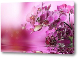   Картина "Нежные цветы Орхидеи".