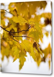   Картина Листья клена