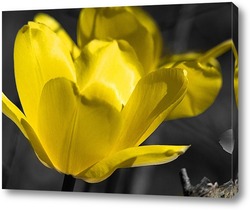   Картина Желтый тюльпан