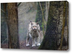   Картина Коты бывают разные