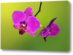    орхидея   