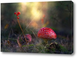  Amanita muscari, fly agaric beautiful red-headed hallucinogenic toxic mushroom.