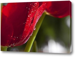   Картина красный тюльпан