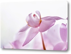   Картина Нежные орхидеи 1