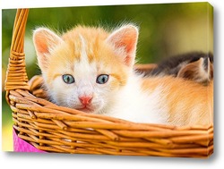  Картина Котёнок в корзинке