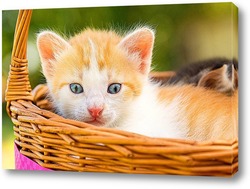  animals on isolated white background