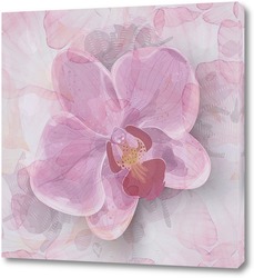    Розовая орхидея