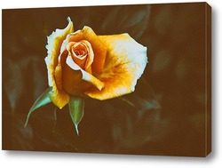   Картина Жёлтая роза