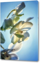  Цветок орхидеи